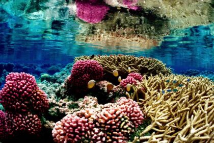 Comissão de Meio Ambiente debate papel do Brasil na 3ª Conferência dos Oceanos da ONU